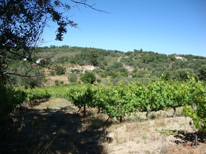Terreno Agricola ou Rústico para Venda em Santa Maria da Devesa Foto 4
