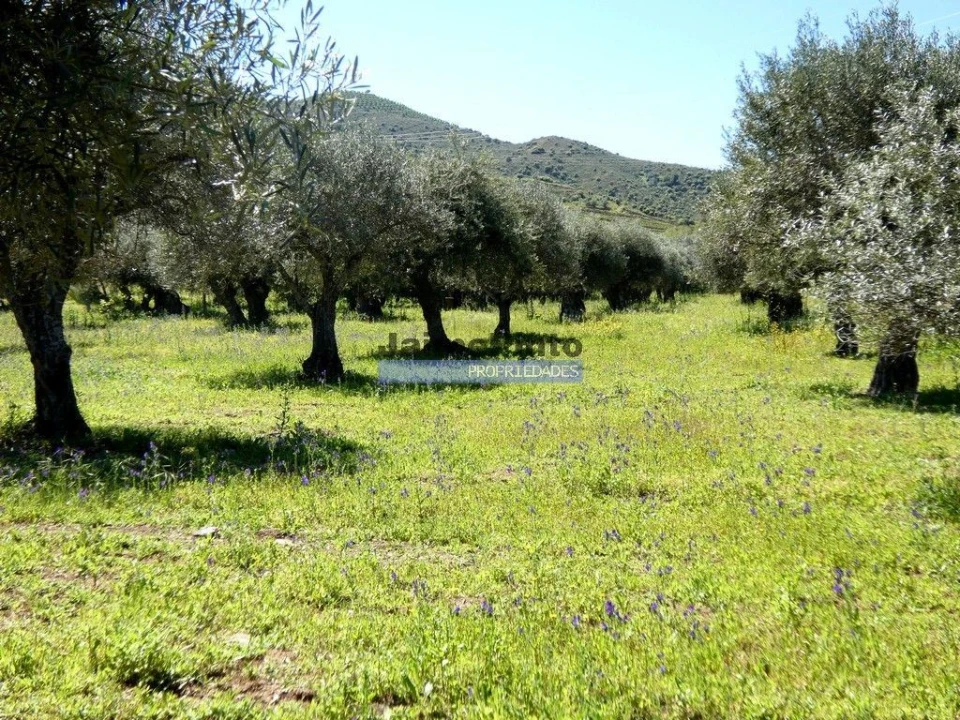 Terreno Agricola ou Rústico para Venda em Vila Nova de Foz Côa Foto 3