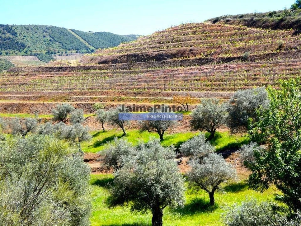 Terreno Agricola ou Rústico para Venda em Vila Nova de Foz Côa Foto 1