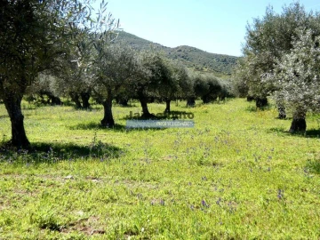 Terreno Agricola ou Rústico para Venda em Vila Nova de Foz Côa