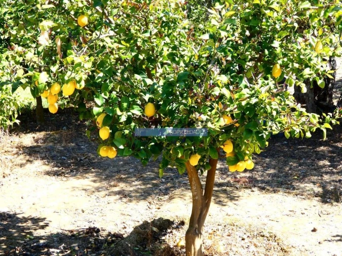 Terreno Agricola ou Rústico para Venda em Vila Nova de Foz Côa Foto 5