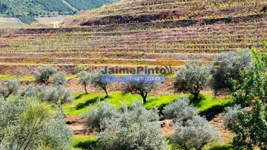 Terreno Agricola ou Rústico para Venda em Vila Nova de Foz Côa