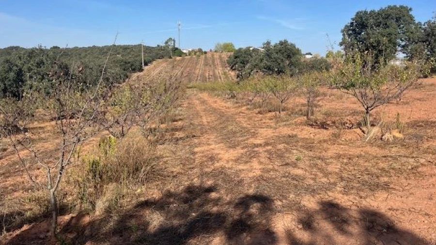 Quinta para Venda em Estremoz (Santa Maria e Santo André)
