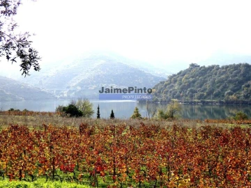 Quinta T10 para Venda em Vila Nova de Foz Côa