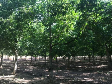 Terreno Misto para Venda em Estremoz (Santa Maria e Santo André)