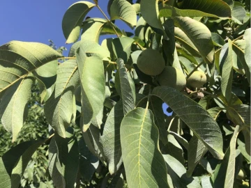 Terreno Misto para Venda em Estremoz (Santa Maria e Santo André)