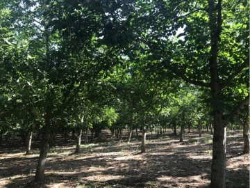 Terreno Misto para Venda em Estremoz (Santa Maria e Santo André)
