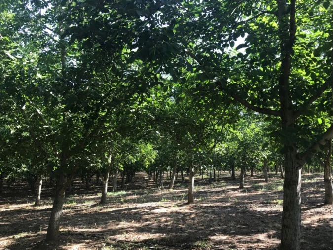 Terreno Misto para Venda em Estremoz (Santa Maria e Santo André) Foto 3