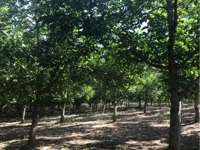 Terreno Misto para Venda em Estremoz (Santa Maria e Santo André) Foto 25