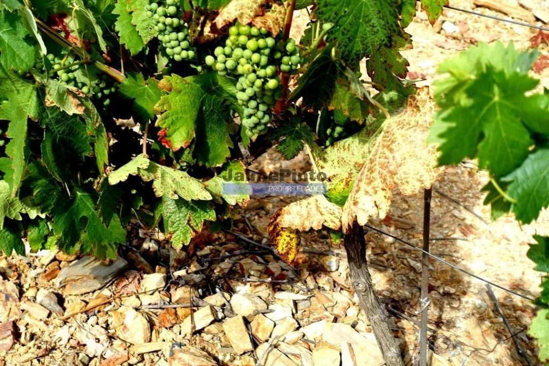 Moradia T5 para Venda em Escalhão Foto 6