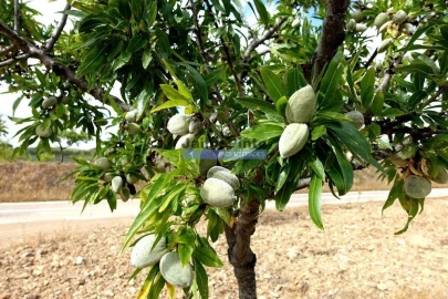 Moradia T5 para Venda em Escalhão