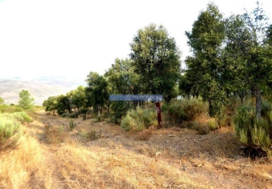 Terreno Agricola ou Rústico para Venda em Poiares