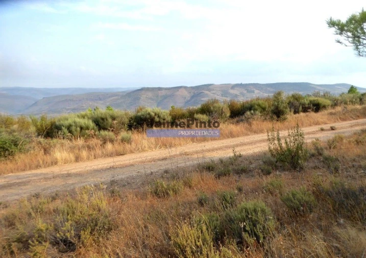 Terreno Agricola ou Rústico para Venda em Poiares Foto 3