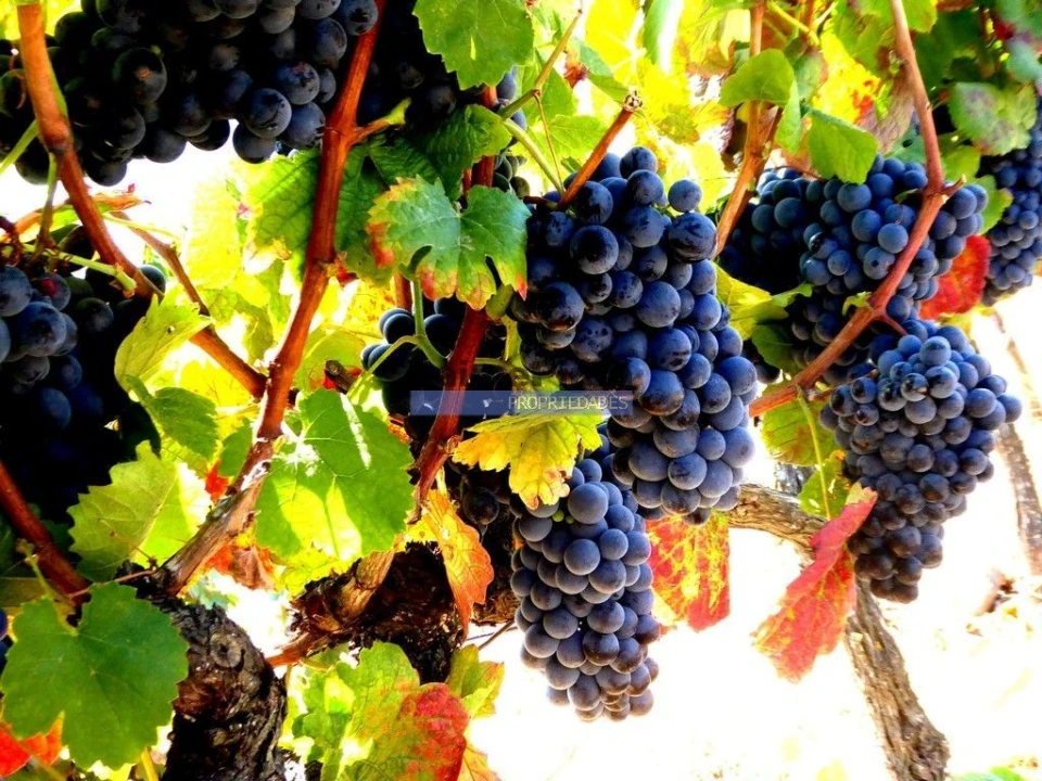 Terreno Agricola ou Rústico para Venda em Sabrosa Foto 2