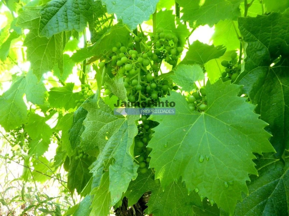Terreno Agricola ou Rústico para Venda em Sabrosa Foto 4