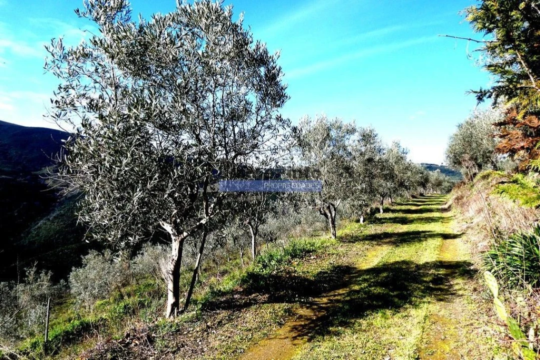 Terreno Agricola ou Rústico para Venda em Sabrosa Foto 5