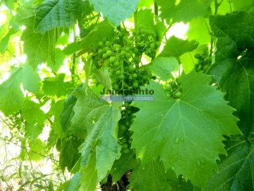 Terreno Agricola ou Rústico para Venda em Sabrosa