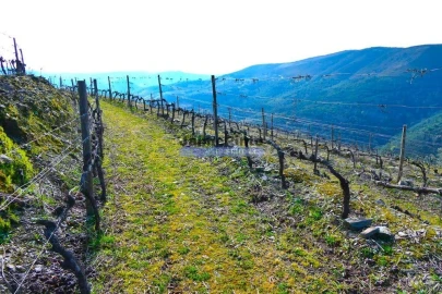 Terreno Agricola ou Rústico para Venda em Sabrosa