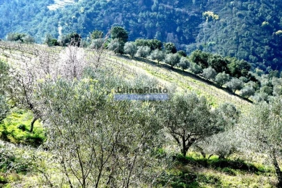 Terreno Agricola ou Rústico para Venda em Sabrosa