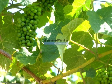 Terreno Agricola ou Rústico para Venda em Sabrosa
