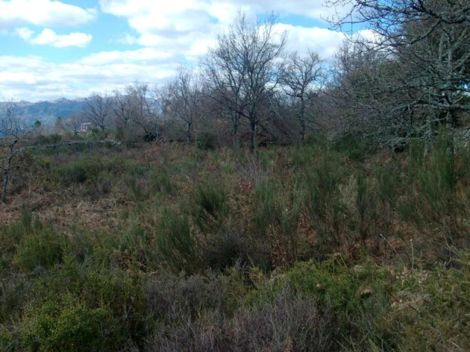 Terreno Agricola ou Rústico para Venda em Ruivães e Campos Foto 2