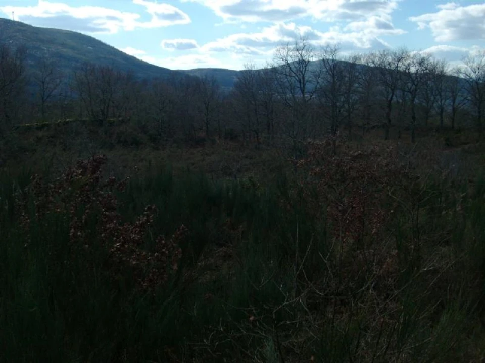 Terreno Agricola ou Rústico para Venda em Ruivães e Campos Foto 4