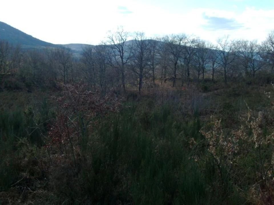 Terreno Agricola ou Rústico para Venda em Ruivães e Campos Foto 6
