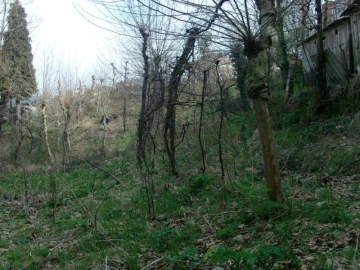 Terreno Agricola ou Rústico para Venda em Vieira do Minho
