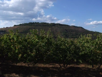 Terreno Agricola ou Rústico para Venda em Alcongosta
