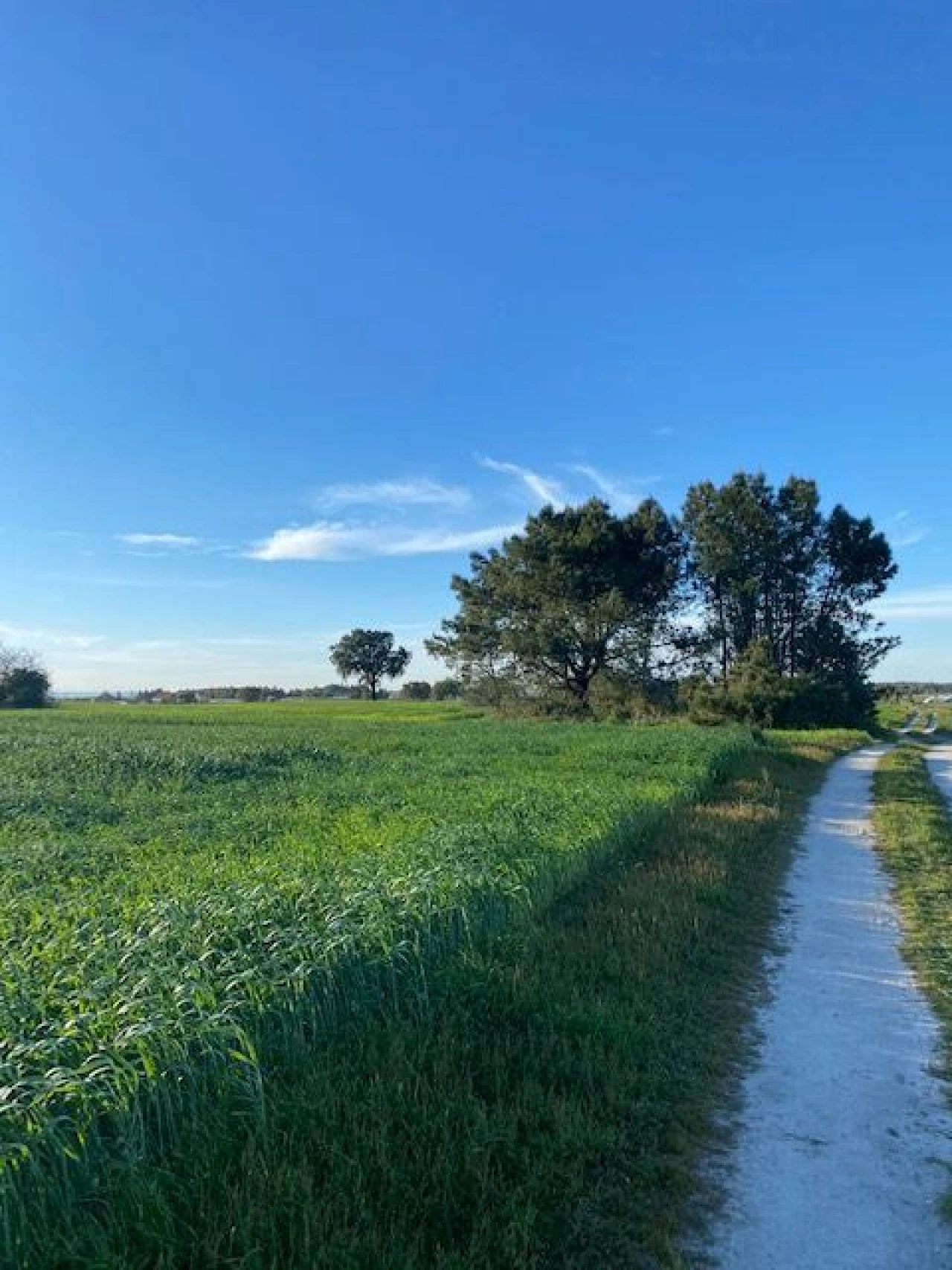 Quinta para Venda em Pegões Foto 2