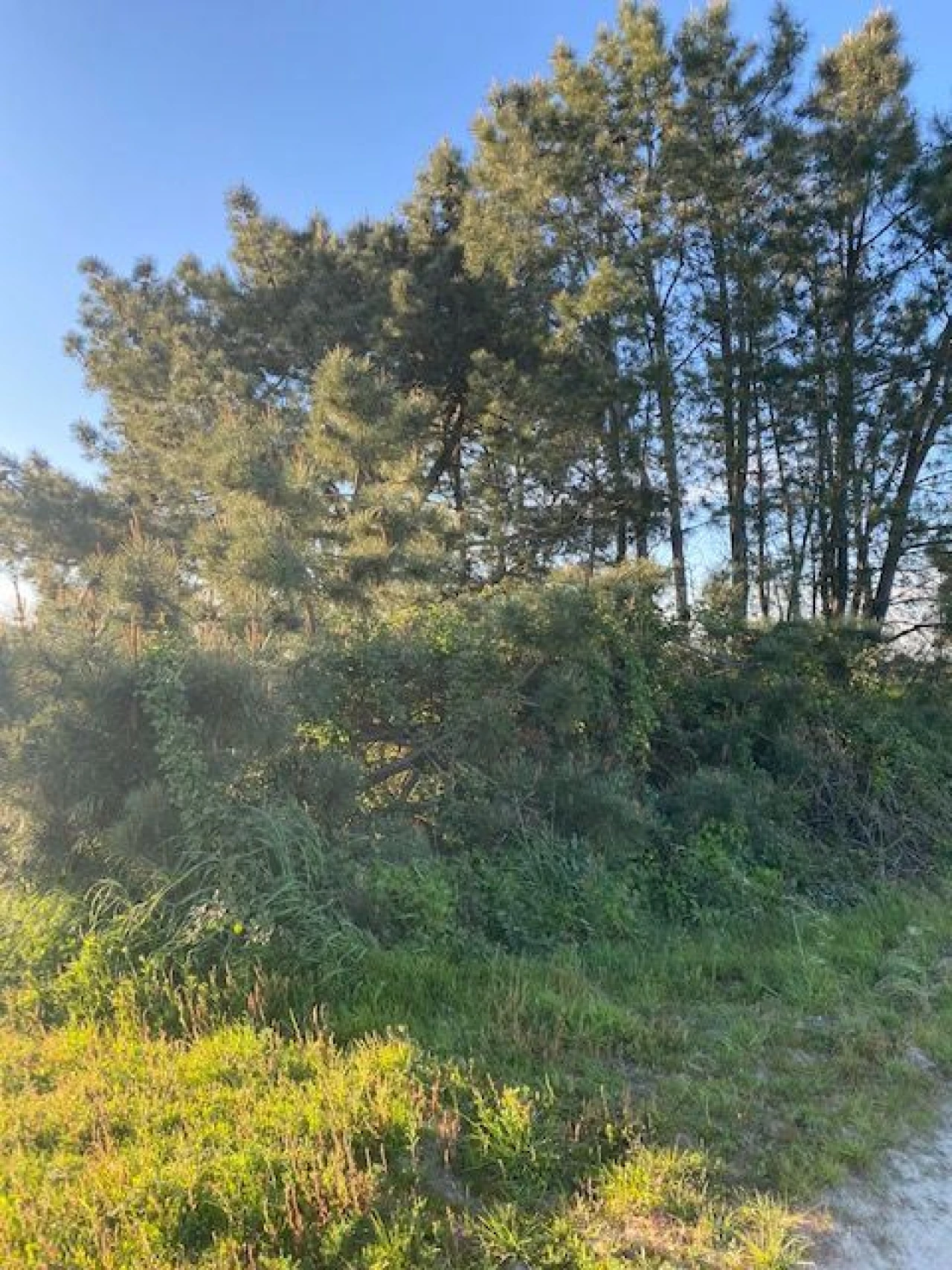 Quinta para Venda em Pegões Foto 17