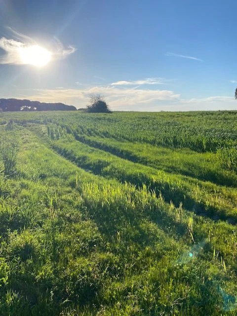 Quinta para Venda em Pegões