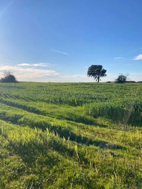 Quinta para Venda em Pegões