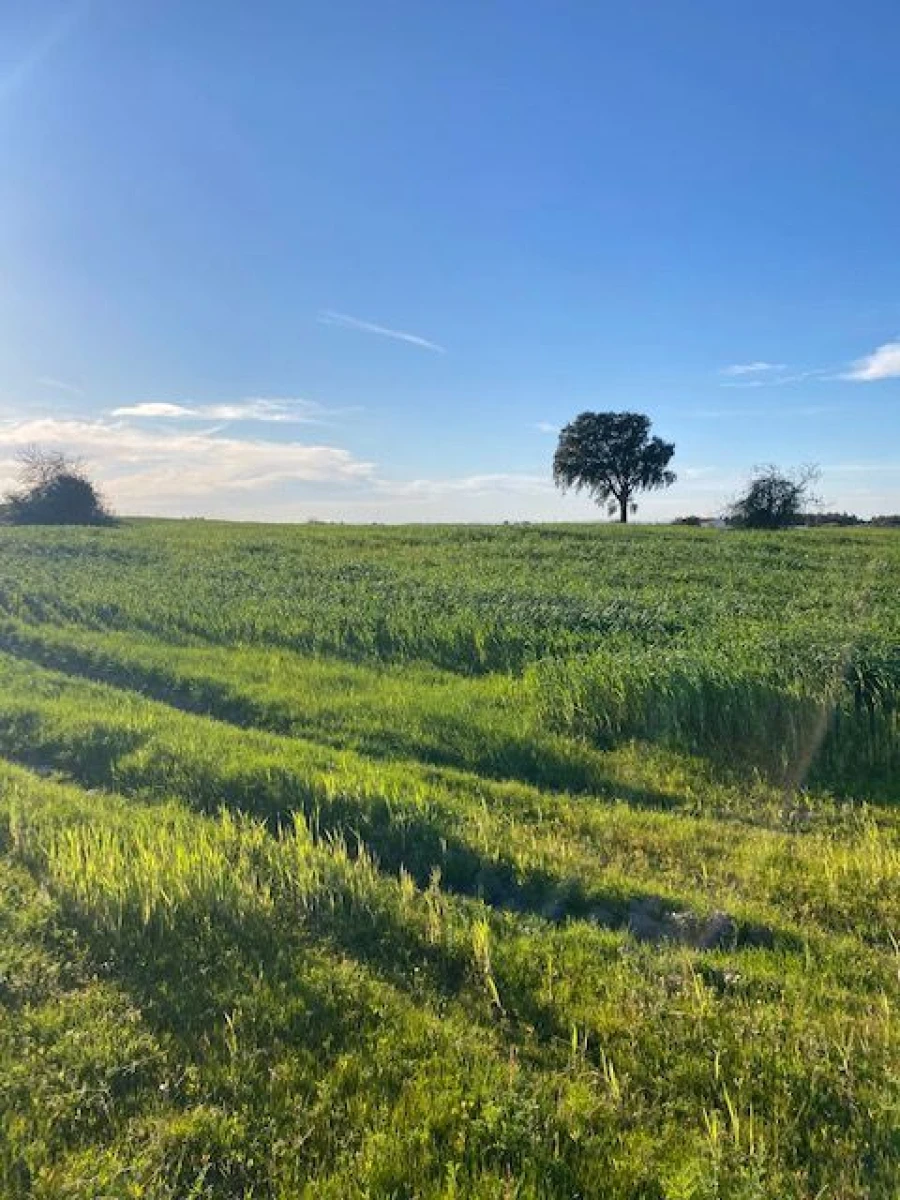 Quinta para Venda em Pegões Foto 12
