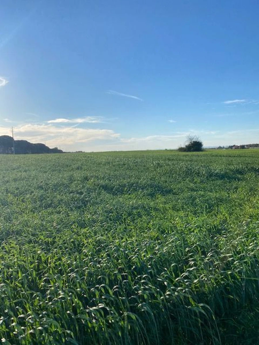 Quinta para Venda em Pegões Foto 16