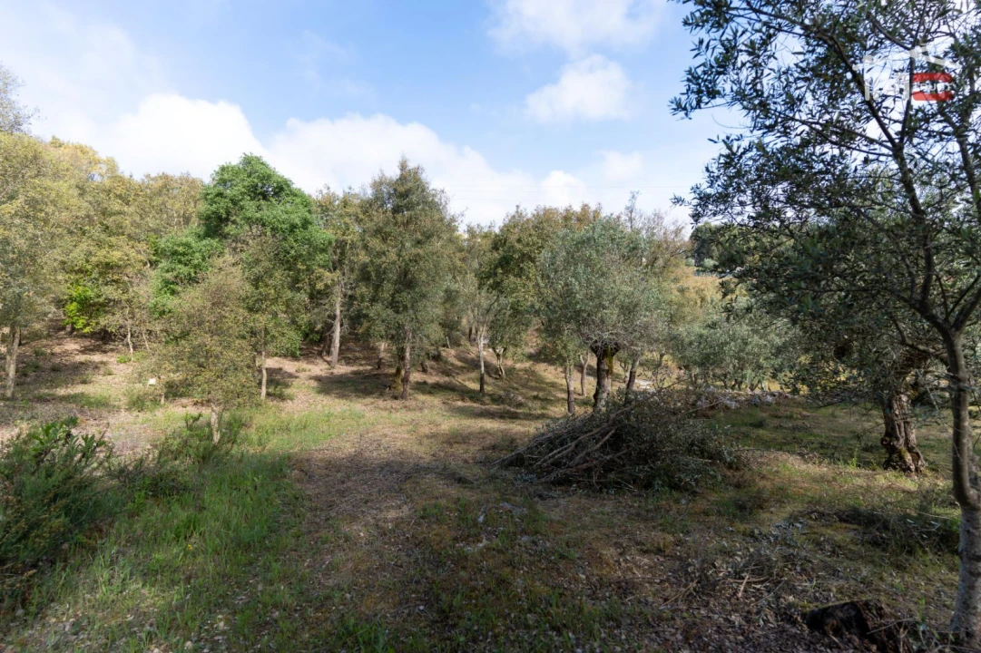 Terreno Agricola ou Rústico para Venda em Atouguia Foto 5