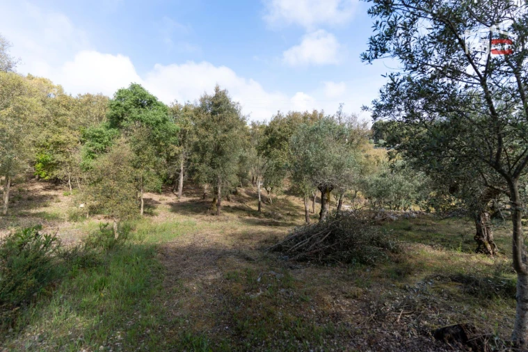 Terreno Agricola ou Rústico para Venda em Atouguia Foto 5