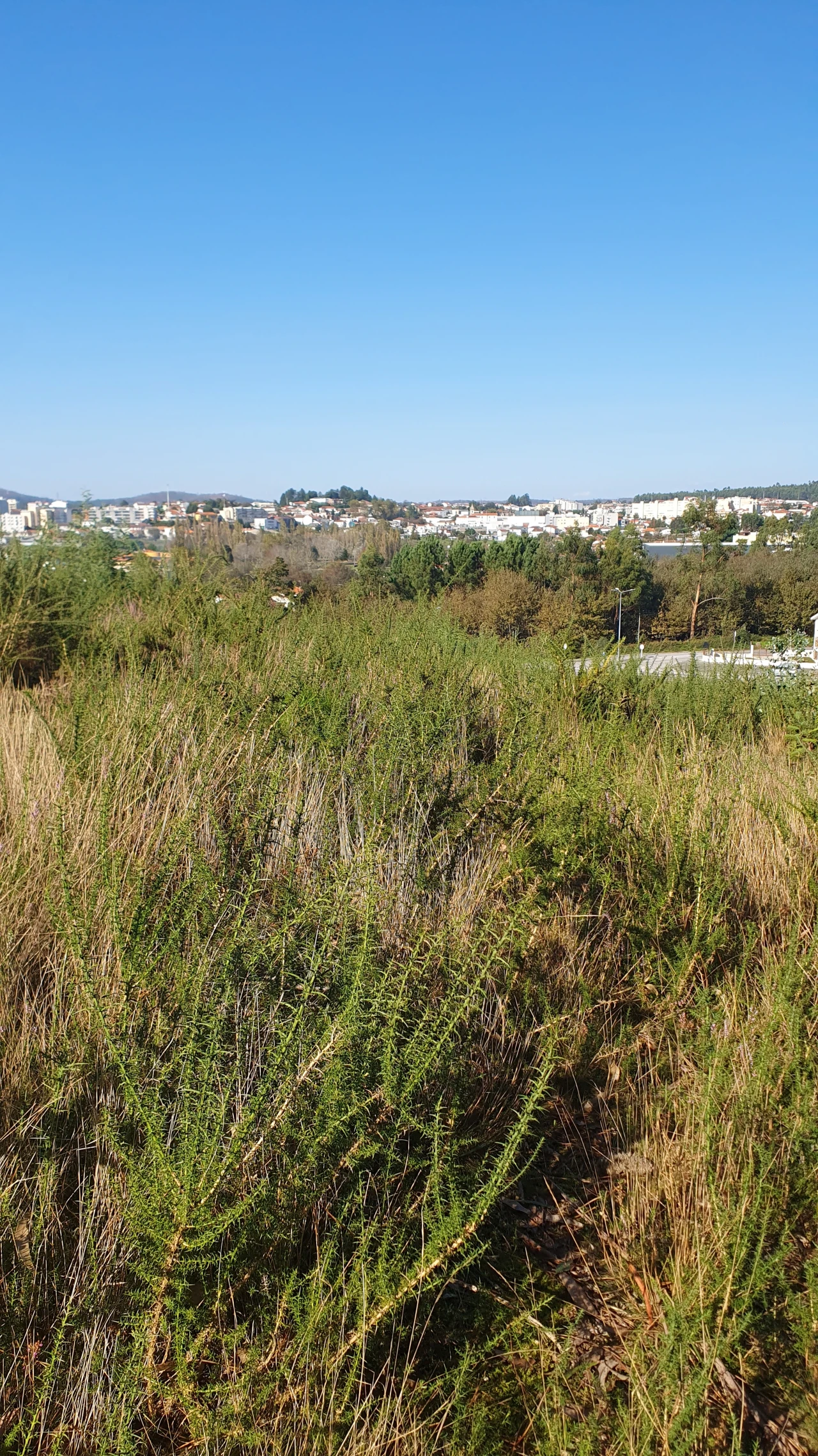 Terreno para Venda em Freamunde Foto 4