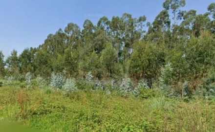 Terreno para Venda em Angeja