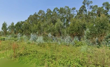 Terreno para Venda em Angeja