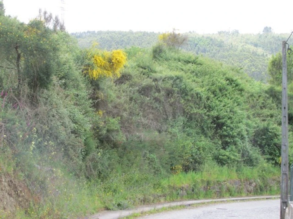 Terreno para Venda em São Tomé de Negrelos Foto 1