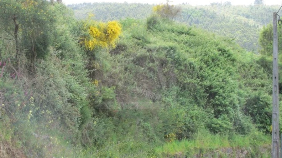 Terreno para Venda em São Tomé de Negrelos