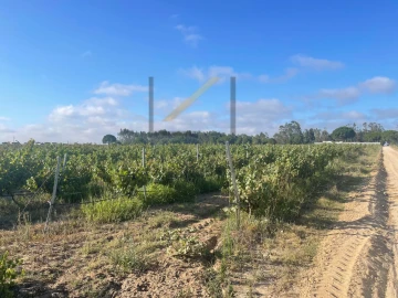 Terreno Agricola ou Rústico para Venda em Poceirão e Marateca