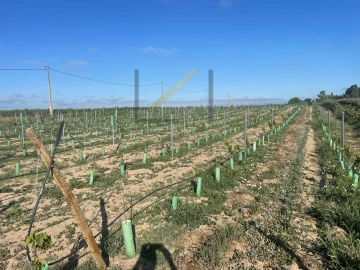 Terreno Agricola ou Rústico para Venda em Poceirão e Marateca