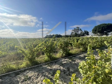 Terreno Agricola ou Rústico para Venda em Poceirão e Marateca