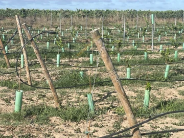 Terreno Agricola ou Rústico para Venda em Poceirão e Marateca