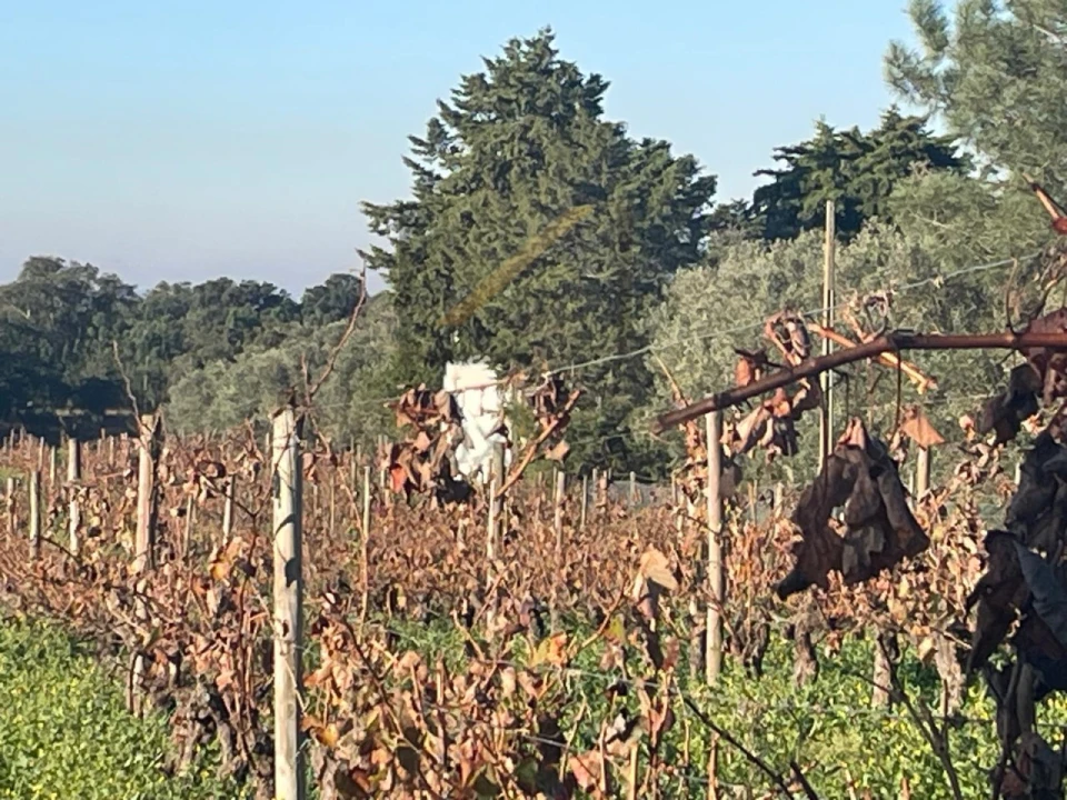 Terreno Agricola ou Rústico para Venda em Quinta do Anjo Foto 1