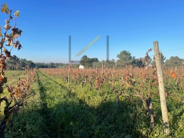Terreno Agricola ou Rústico para Venda em Quinta do Anjo