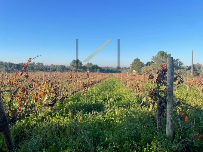 Terreno Agricola ou Rústico para Venda em Quinta do Anjo Foto 2