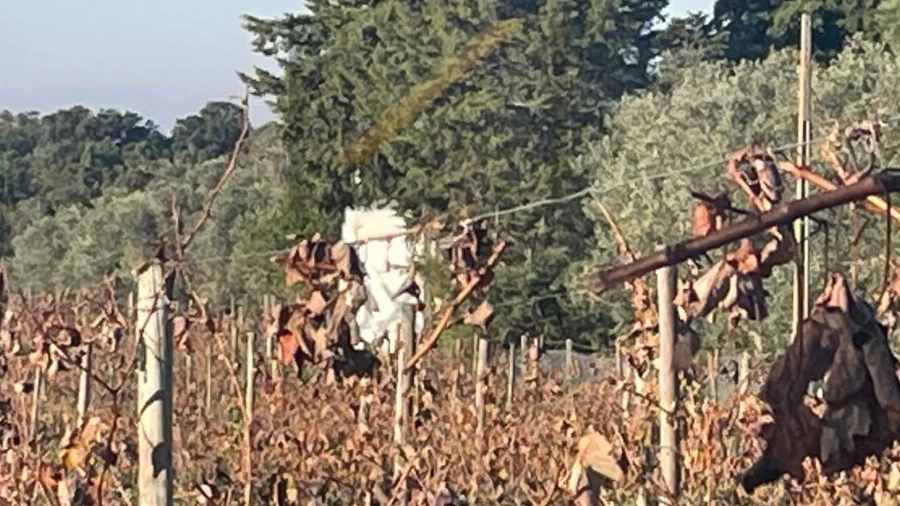 Terreno Agricola ou Rústico para Venda em Quinta do Anjo
